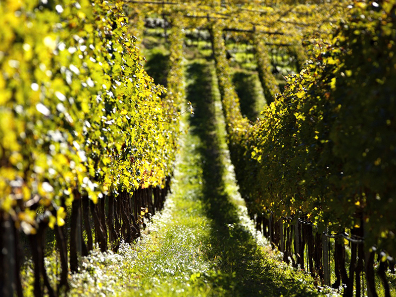 Vista dei vigneti intorno a Casa Camilla, San Michele all'Adige